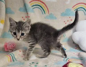 A young medium-sized female Domestic Short Hair cat named Reba for adoption in Bucyrus, OH