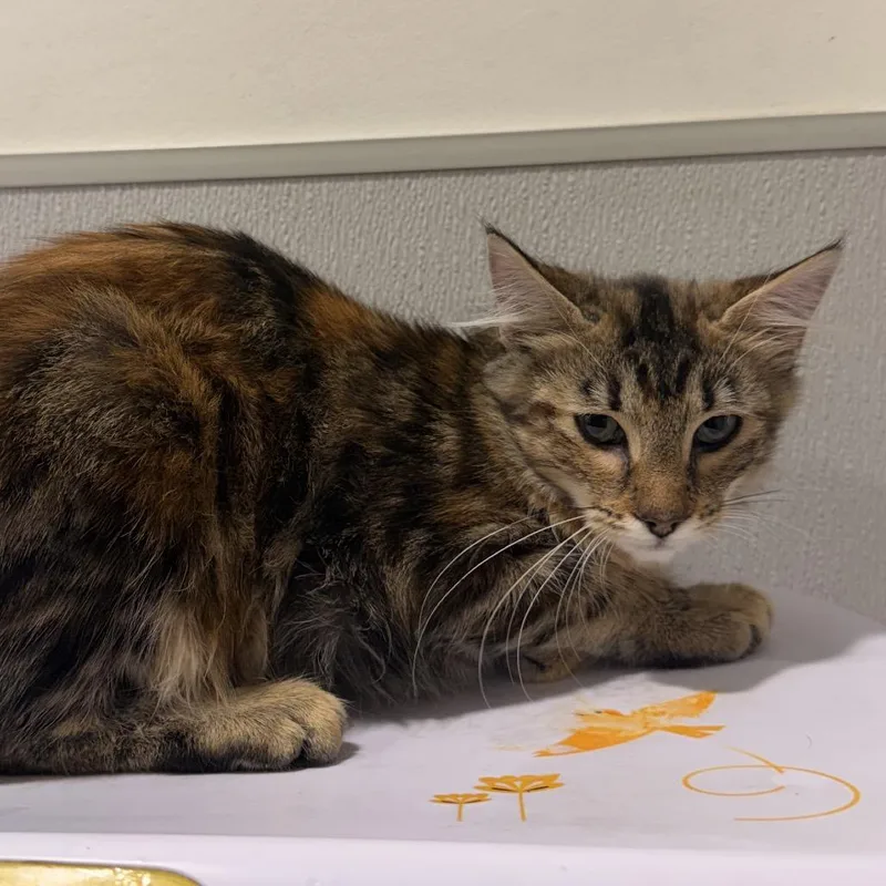 A baby small-sized female Domestic Medium Hair cat named Lilac for adoption in Tampa, FL