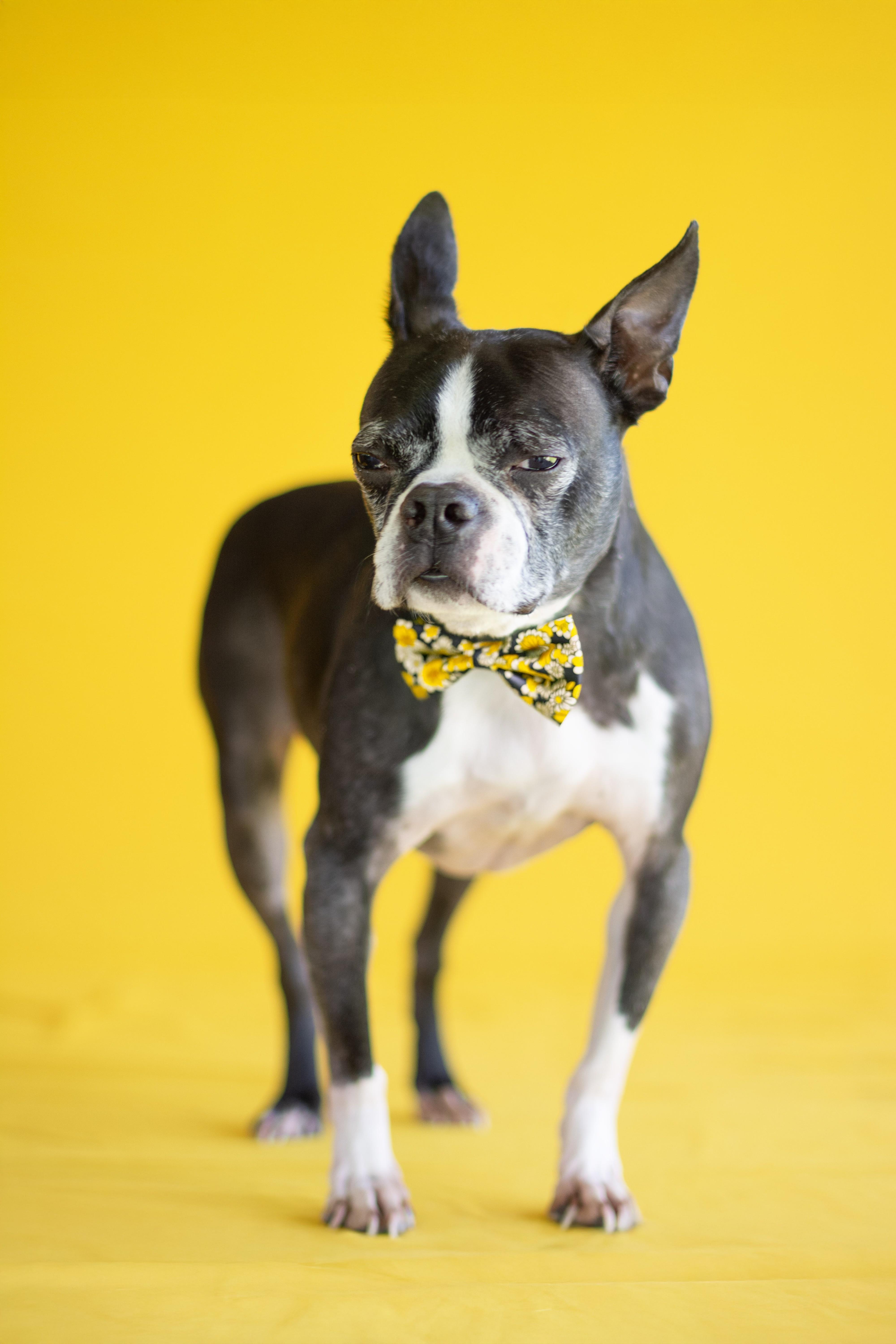 A senior small-sized male Black Boston Terrier dog named Travis for adoption in Indianapolis, IN