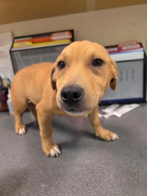 A baby large-sized male Shepherd dog named Mateo for adoption in Kennewick, WA