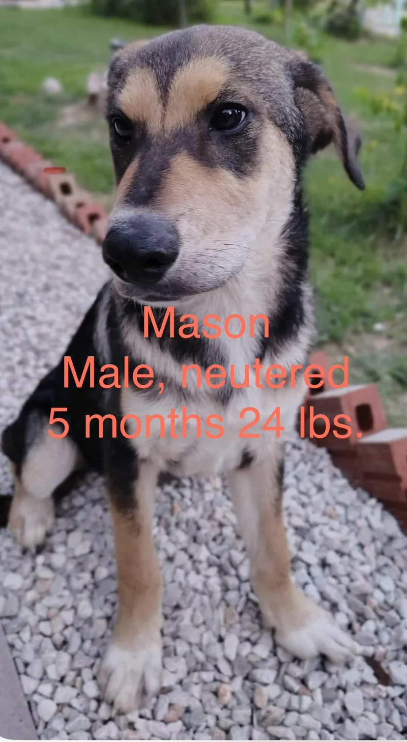 A baby medium-sized male German Shepherd Dog dog named Mason for adoption in Barkhamsted, CT
