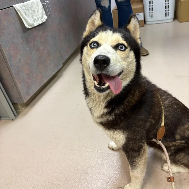 An adult medium-sized female Husky dog named River for adoption in Newark, NJ