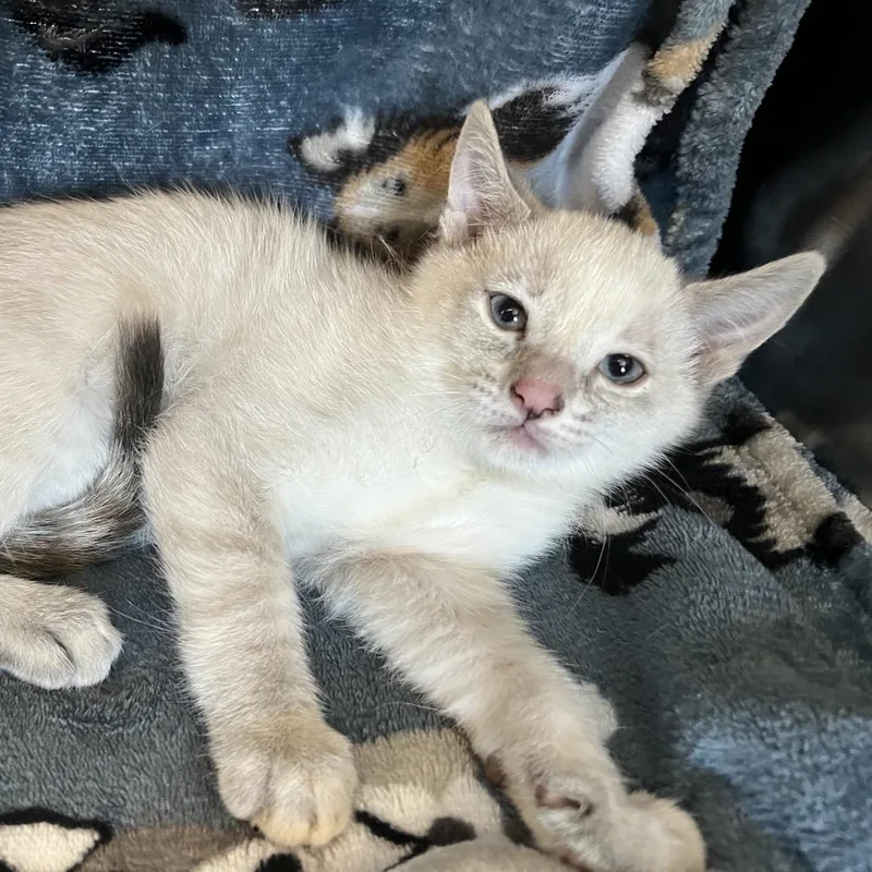 A baby small-sized female Lilac Point Domestic Short Hair cat named Yzma for adoption in Redwood City, CA