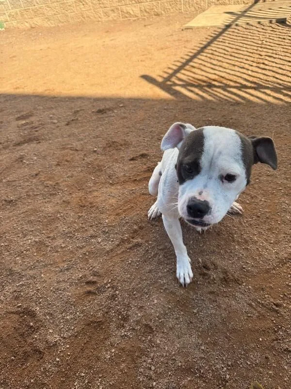 An adult medium-sized female White / Cream Mixed Breed dog named Samantha for adoption in Hobbs, NM