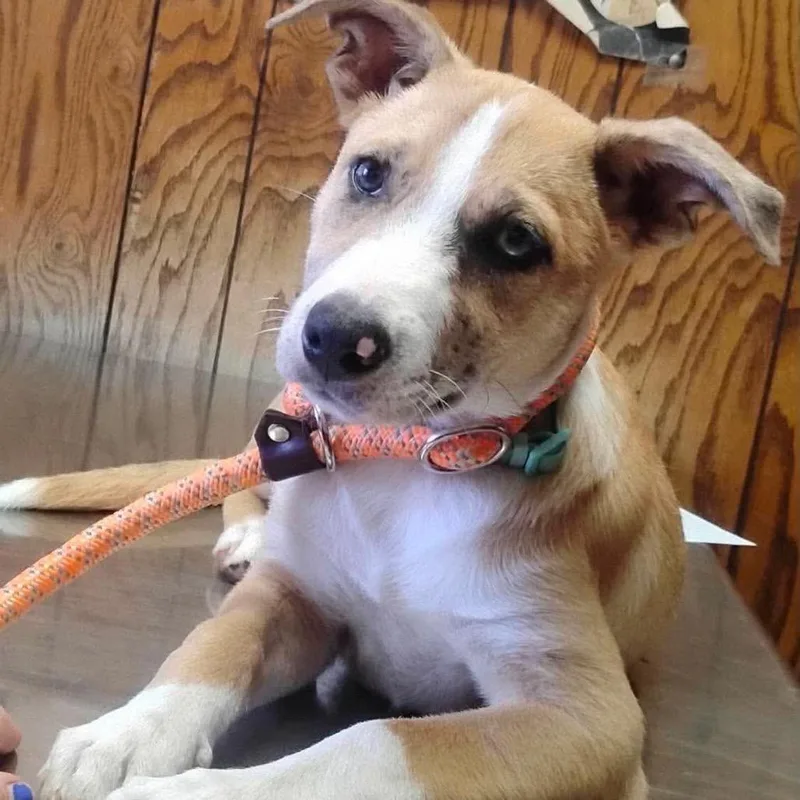 A baby medium-sized female Yellow / Tan / Blond / Fawn Australian Shepherd dog named Sassy for adoption in Hackett, AR