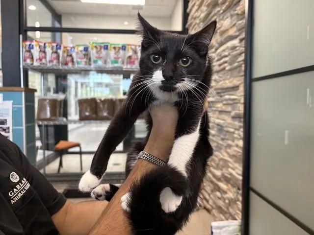 A young small-sized female Domestic Short Hair cat named Leopard for adoption in Garland, TX