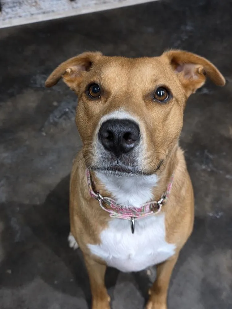 A young medium-sized female Brown / Chocolate Pit Bull Terrier dog named Olga for adoption in Shawnee, OK