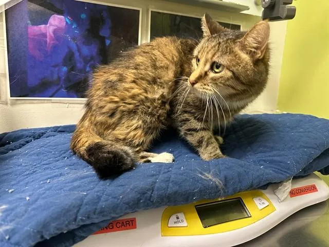 A senior small-sized female Domestic Short Hair cat named Meow Meow for adoption in Pueblo, CO