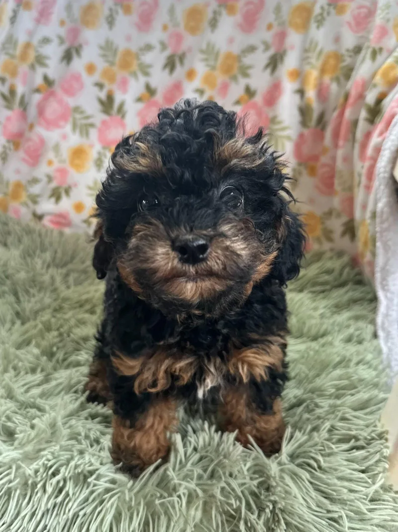A baby small-sized female Poodle dog named Minerva Feb for adoption in Pacolet, SC