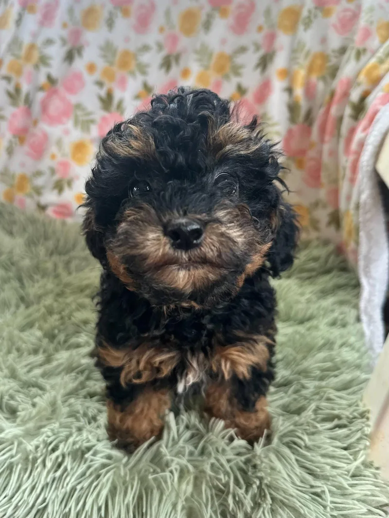 Minerva Feb   thumbnail 2