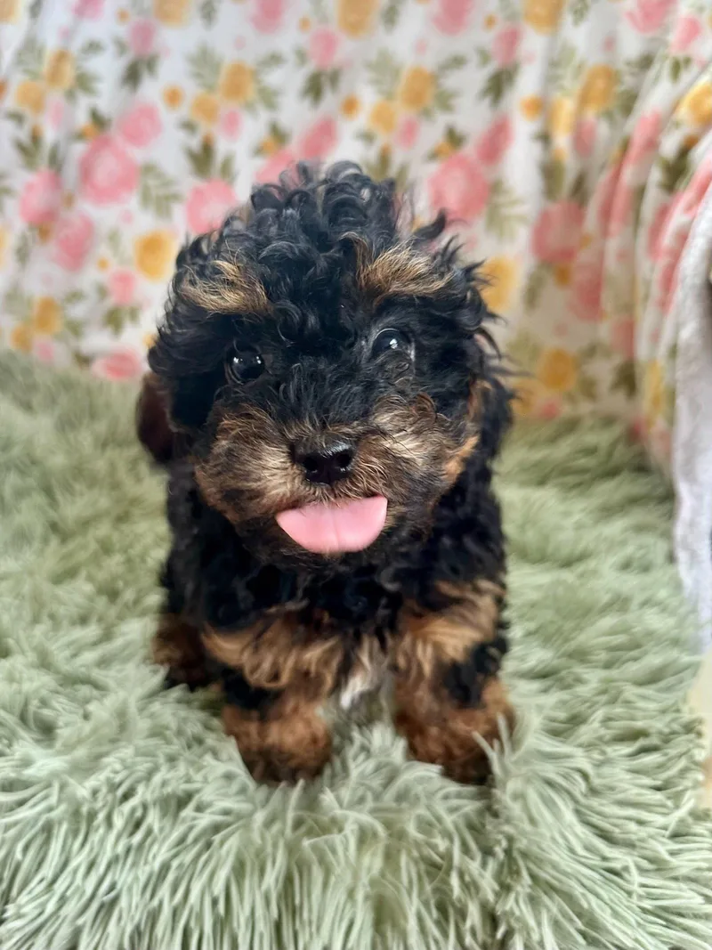 Minerva Feb   thumbnail 3