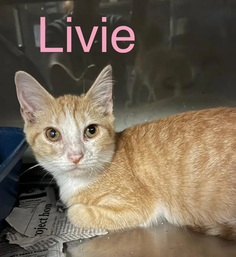 A baby small-sized female Domestic Short Hair cat named Livie for adoption in Princeton, IN