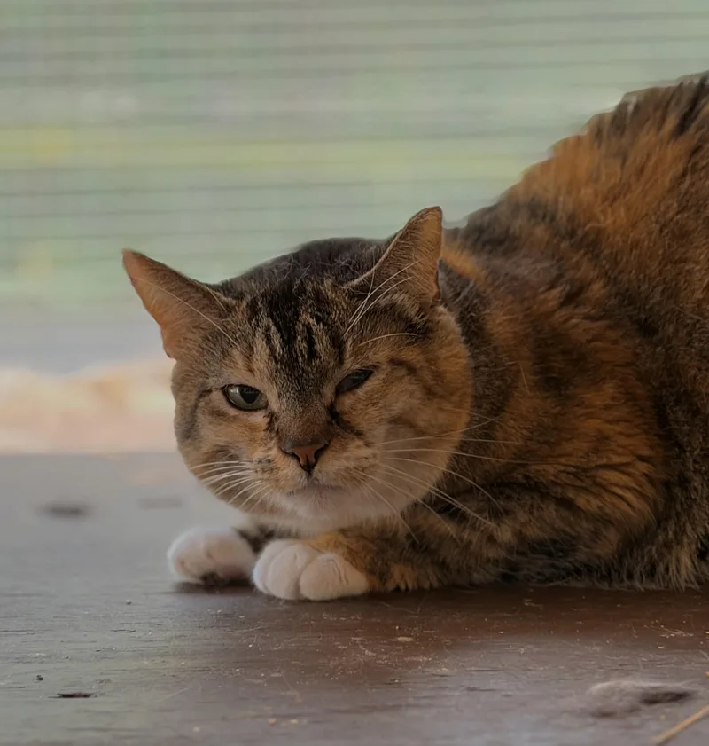 An adult medium-sized female Calico Domestic Short Hair cat named Naomi Catbell for adoption in Tipp City, OH