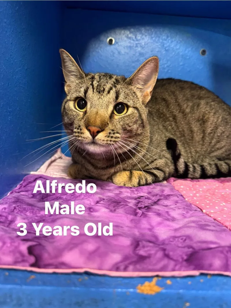 Alfredo