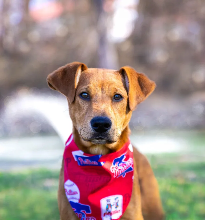 Doberman Mix Pups Boys