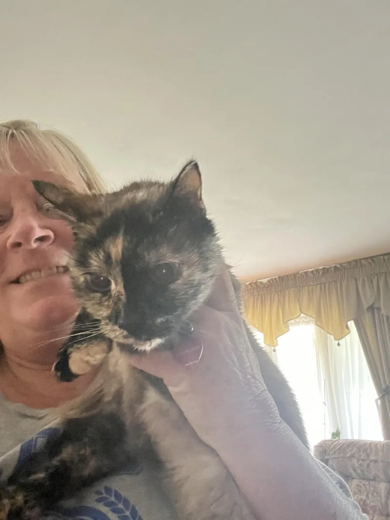 A senior medium-sized female Tortoiseshell Domestic Short Hair cat named Squirt for adoption in Philadelphia, PA