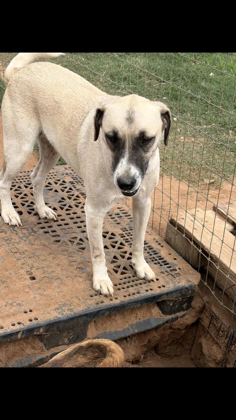 An adult large-sized female Shepherd dog named Winchester for adoption in Paradise, TX