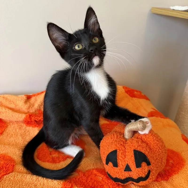 A baby small-sized male Black & White / Tuxedo Domestic Short Hair cat named Kif for adoption in Rochester, MN