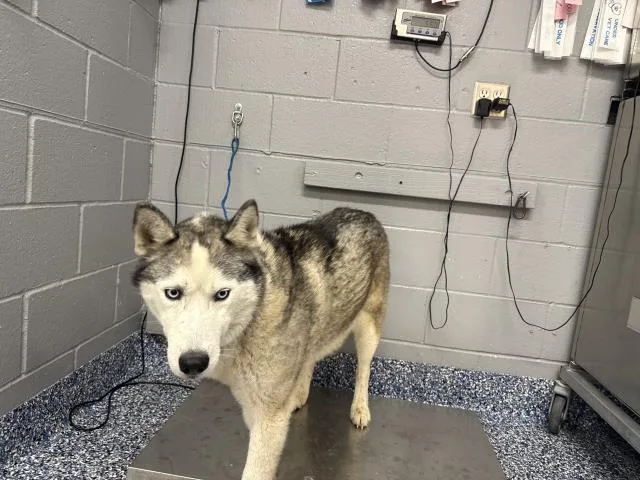 An adult large-sized male Siberian Husky dog named A for adoption in Thousand Palms, CA