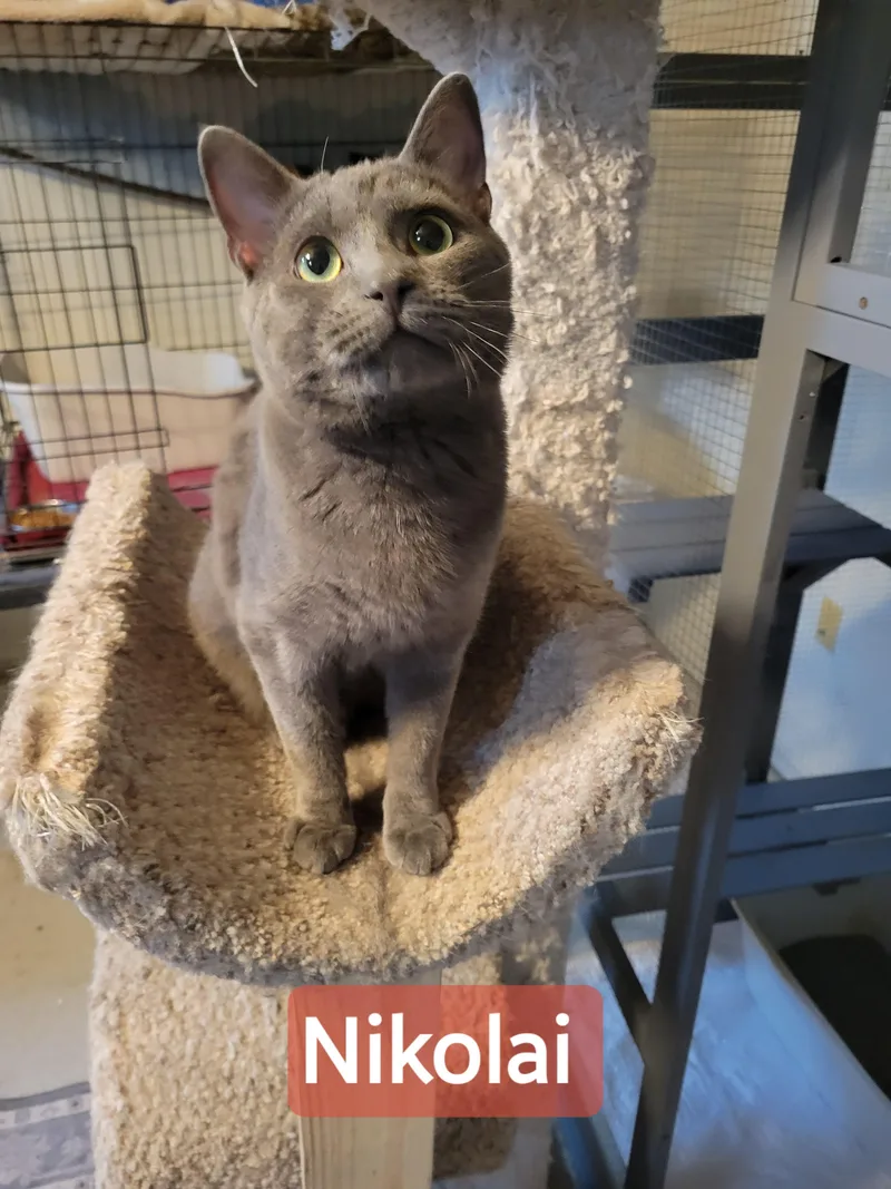 Nikolai