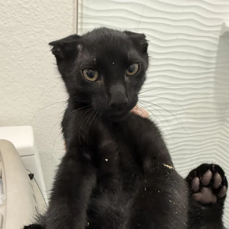 A baby small-sized male Black Domestic Short Hair cat named Instinct for adoption in New Port Richey, FL