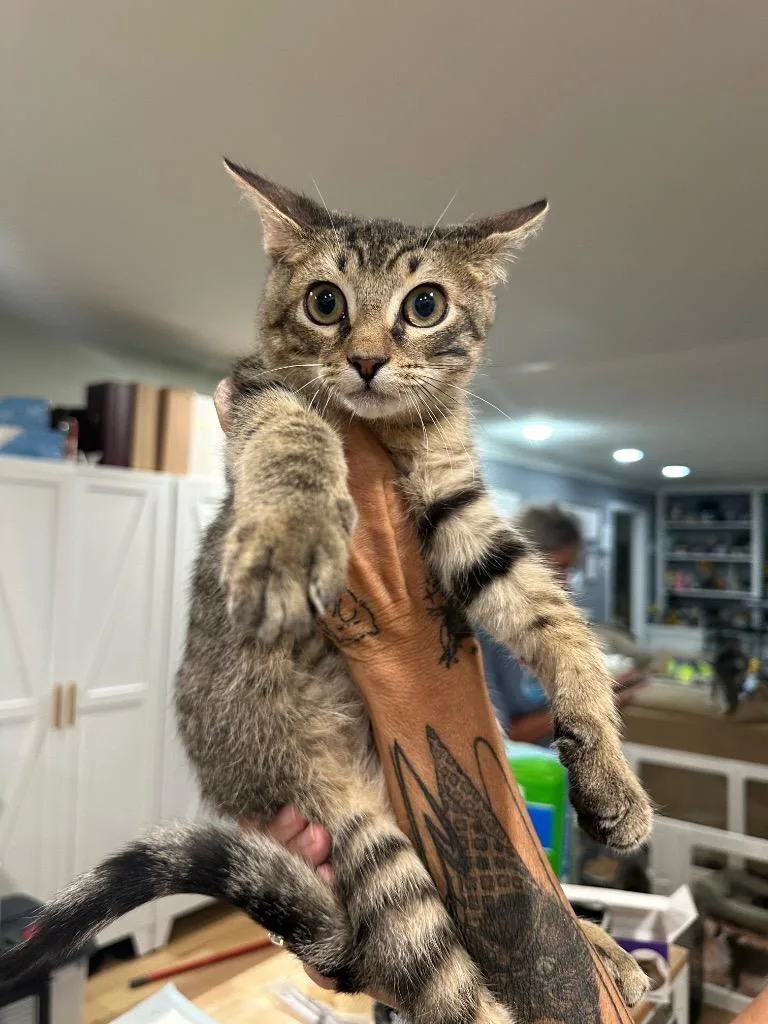 A baby large-sized male Domestic Short Hair cat named George for adoption in warrenville, SC