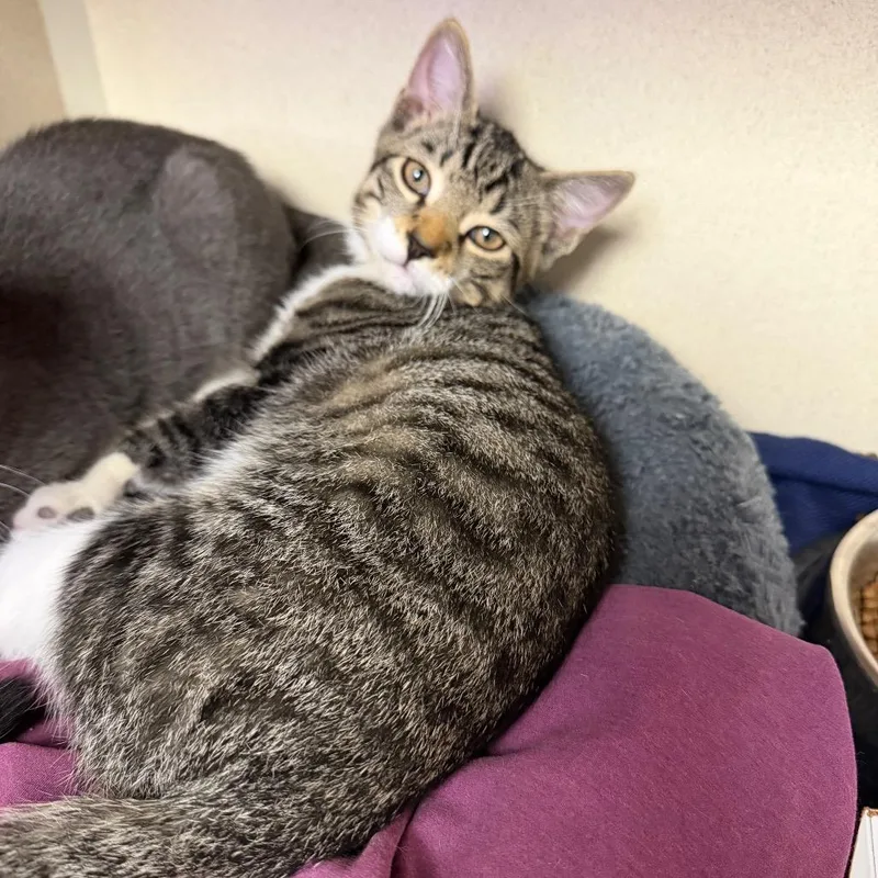 A baby medium-sized male Brown / Chocolate Domestic Short Hair cat named Ranger for adoption in New York, NY