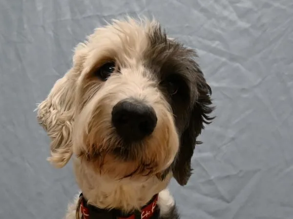A senior large-sized male Old English Sheepdog dog named Atlas for adoption in Portland, OR