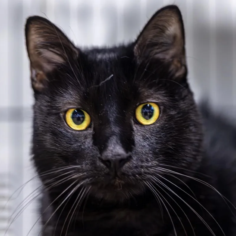 An adult extra large-sized male Black Domestic Short Hair cat named Rotisserie for adoption in Decatur, GA