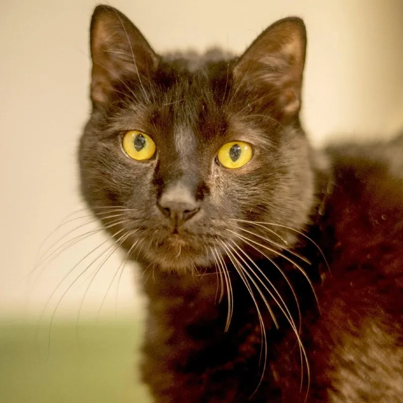 Rotisserie thumbnail 2