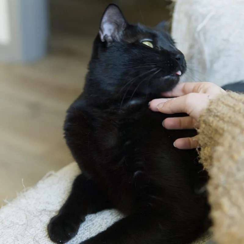 Rotisserie thumbnail 3