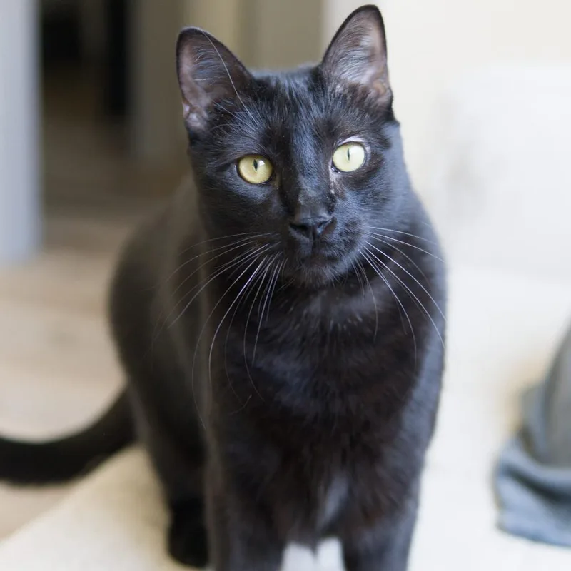 Rotisserie thumbnail 4