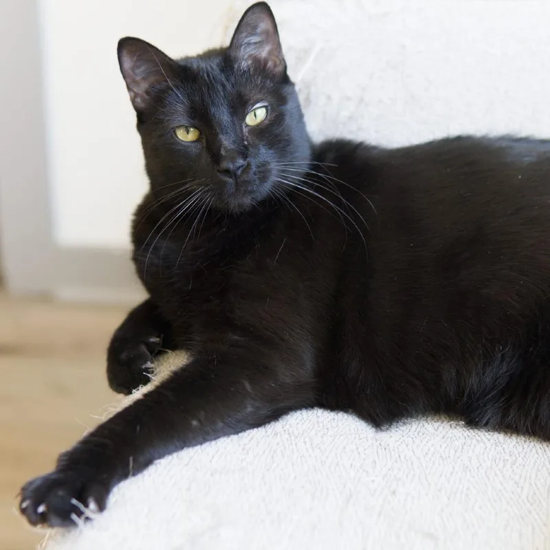 Rotisserie thumbnail 5