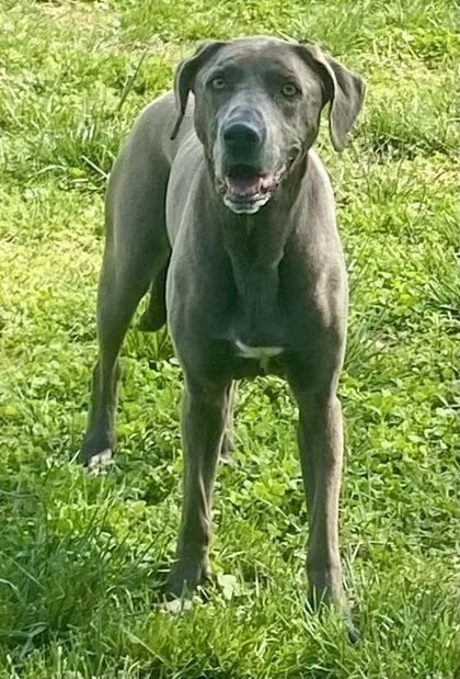 An adult large-sized female Gray / Blue / Silver Labrador Retriever dog named Lana for adoption in Glasgow, KY