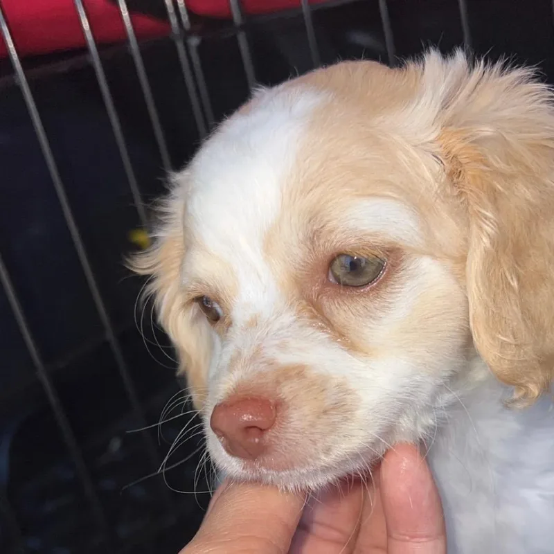 Coco