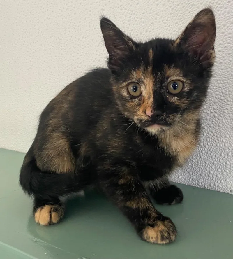 A baby large-sized female Tortoiseshell cat named Marsha for adoption in Lockhart, TX