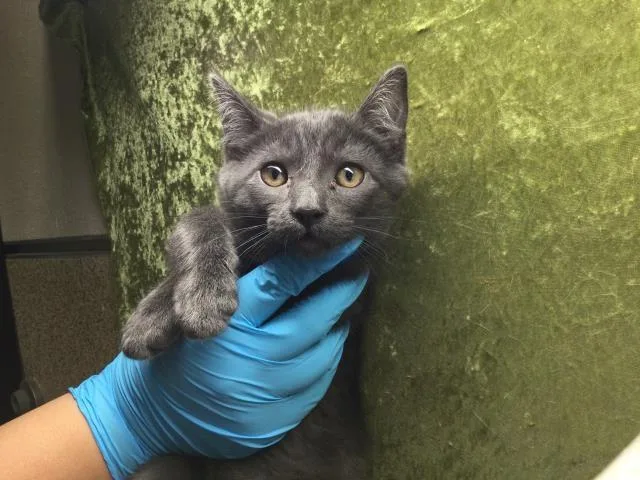 A baby small-sized male Domestic Short Hair cat named Indigo for adoption in Riverside, CA