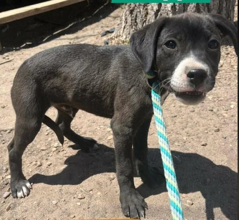 A baby small-sized male Tricolor (Brown, Black, & White) Labrador Retriever dog named Barrett for adoption in Parker, CO