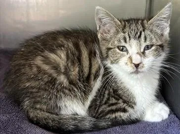 A baby small-sized male Domestic Short Hair cat named Bandit for adoption in Santa Cruz, CA