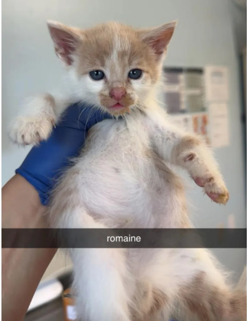 A young small-sized male Domestic Short Hair cat named Romaine for adoption in Marshall, NC