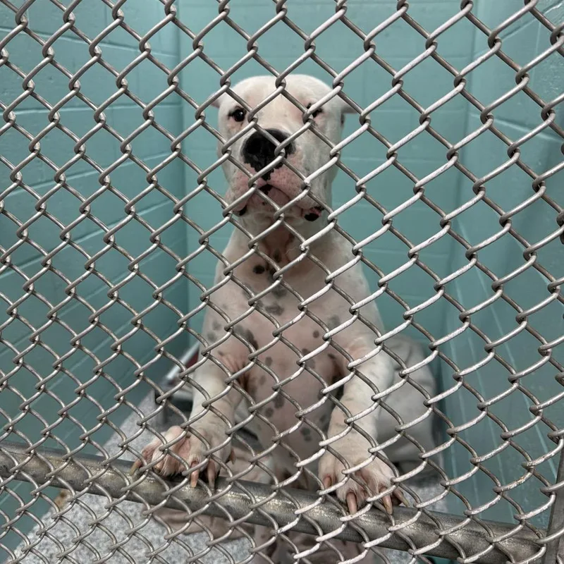 An adult large-sized male White / Cream Mixed Breed dog named Waffles for adoption in Port Charlotte, FL
