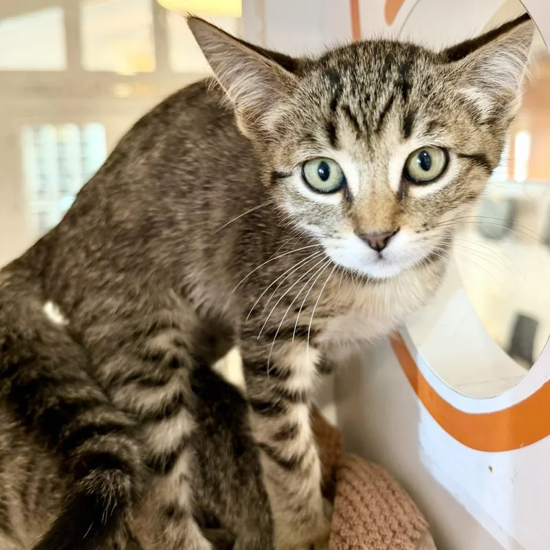 A baby small-sized female Domestic Short Hair cat named Katharine Hepburn for adoption in Los Angeles, CA