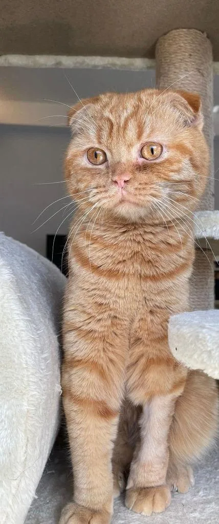 A young large-sized male Scottish Fold cat named Fanta for adoption in San Jacinto, CA