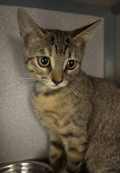 A baby medium-sized female Domestic Short Hair cat named Katara I AM for adoption in East Brookfield, MA