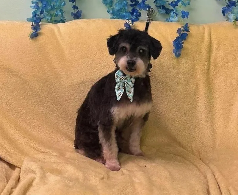 A senior small-sized male Terrier dog named Oreo for adoption in Alden, NY