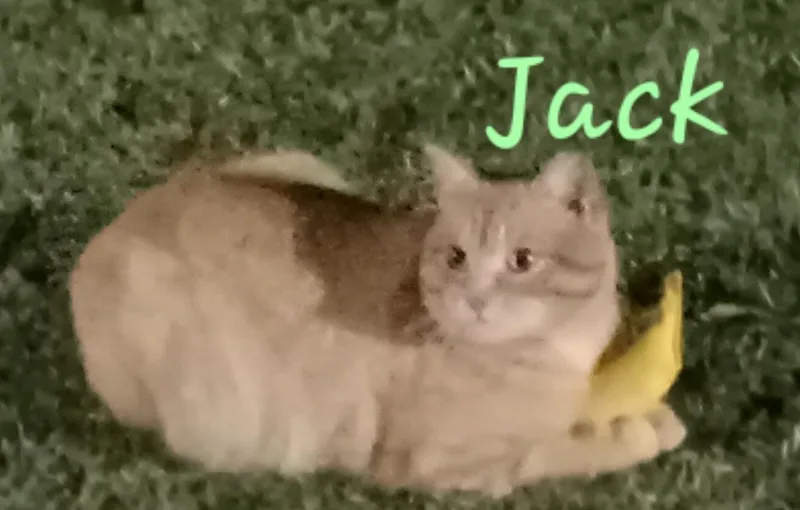A young large-sized male Tabby (Orange / Red) Domestic Short Hair cat named Jack for adoption in Grifton, NC