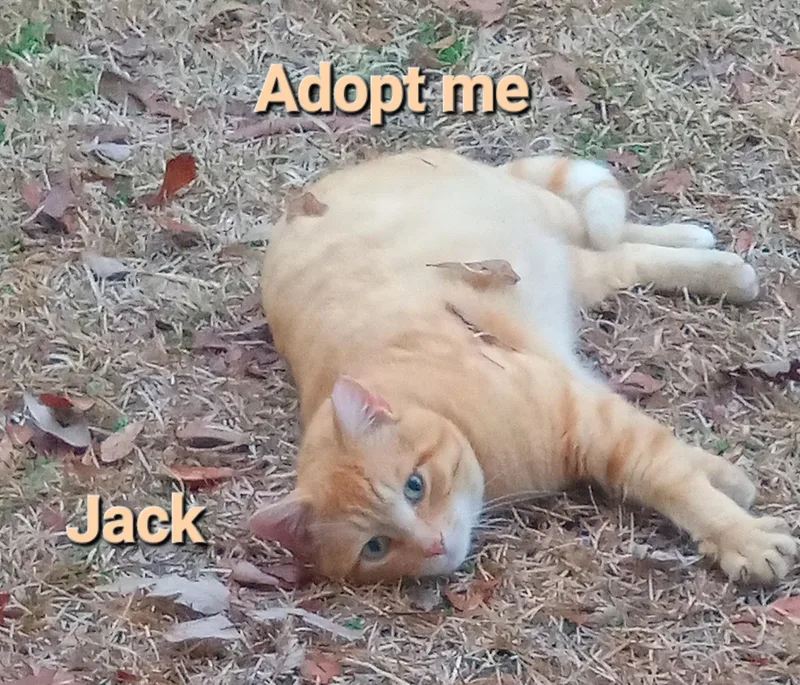 Jack thumbnail 5