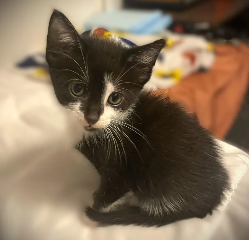 A baby small-sized male Black & White / Tuxedo Domestic Short Hair cat named Alibi for adoption in Mankato, MN