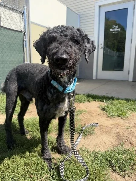 An adult large-sized male Labradoodle dog named Fendi for adoption in Stratham, NH