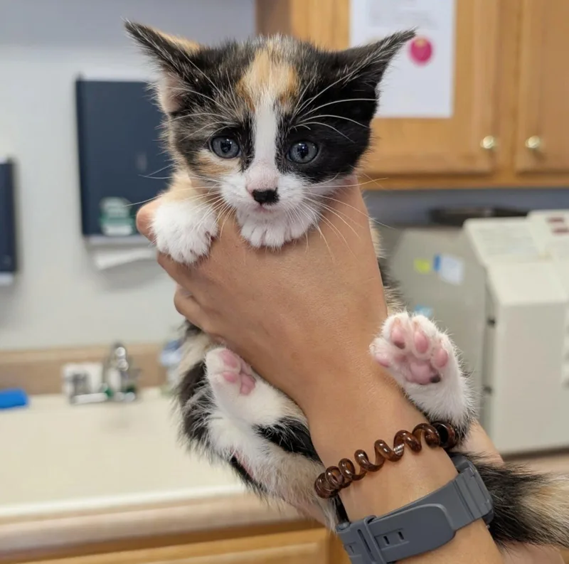 A baby medium-sized female Domestic Short Hair cat named Lavender for adoption in Maggie Valley, NC